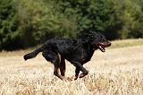 BEAUCERON 758